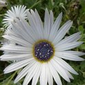 Arctotis venusta